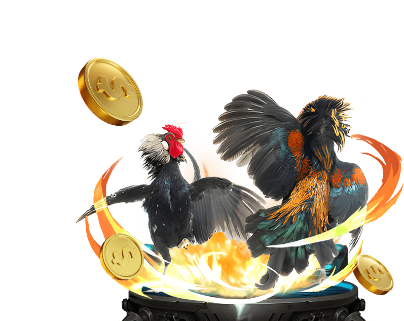 Đá gà 8us, đá gà trực tiếp